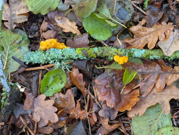 Small branch on the woodland floor surrounded by green and brown leaves. Colourful glaucous-green and yellowish-green lichens populate the branch. Two bright orange-yellow Tremella mesenterica fruiting bodies attached to the branch stand out. 