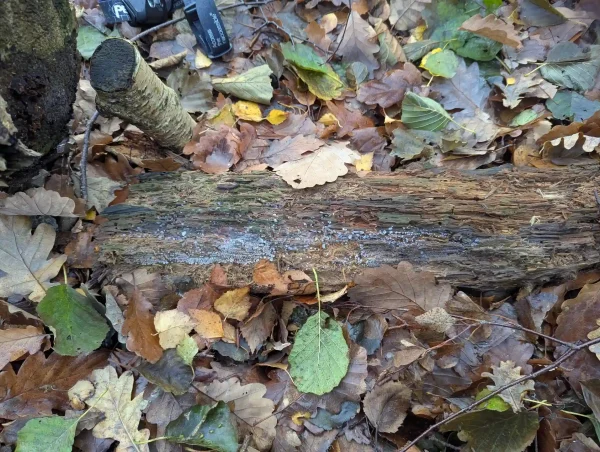 Length of decaying wood on the woodland floor of green and mostly brown leaves. Growing on the wood is a likely Ceratiomyxa fruticulosa plasmodium.