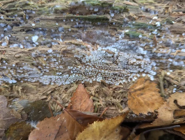 Close-up of the likely Ceratiomyxa fruticulosa plasmodium showing amorphous and sporulating sections.