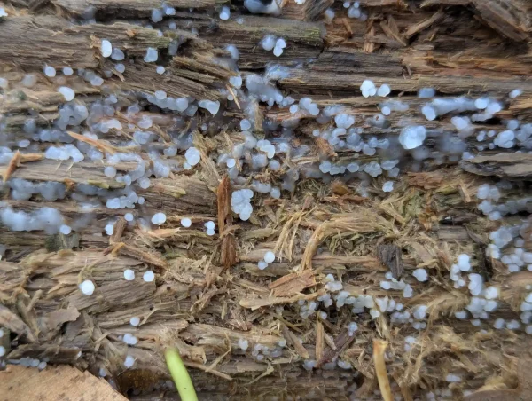 Close-up of the sporulating likely Ceratiomyxa fruticulosa plasmodium.