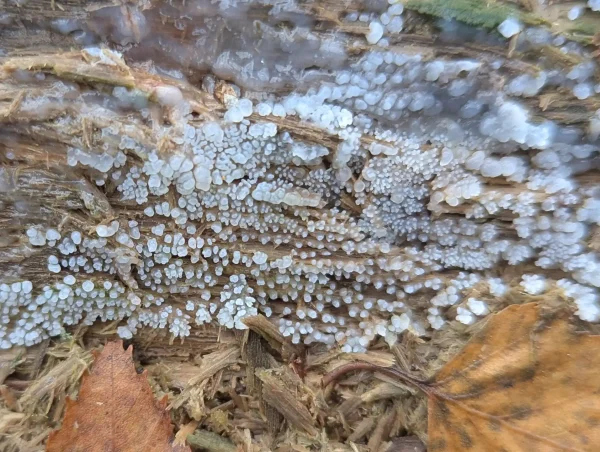Translucent grey and white Ceratiomyxa fruticulosa plasmodium on damp decaying wood beginning to sporulate forming coral-like buds. At the bottom of the photo are some brown leaves.