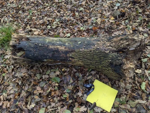 Fallen high stump lying on the woodland floor of dense brown leaves. The stump is decaying at it's root and cut ends and has lost most of it's bark exposing dark weathered wood.