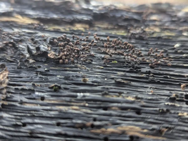 Close-up of likely Comatricha nigra sporangia on dark wood. The sporangia are mature brown sporothecae on slender black stalks.