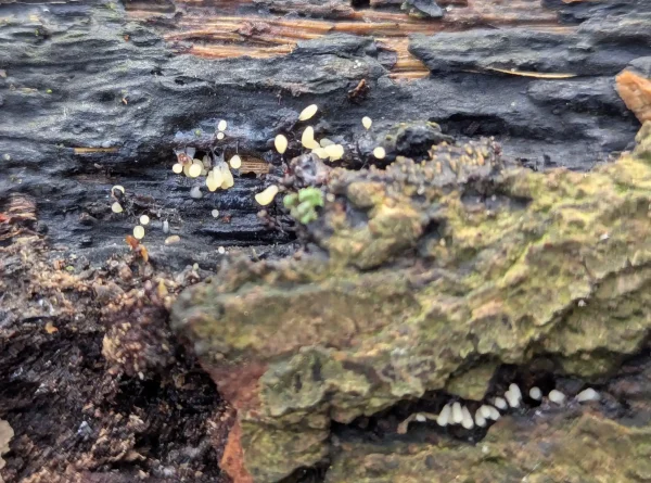 Likely young, pale-yellow Comatricha nigra sporothecae with slender black stalks on dark weathered wood. In the bottom quarter of the photo some white sporangia populate a fissure in the bark.