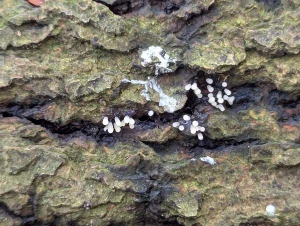 Possibly Stemonitopsis typhina sporangia populating a fissure in bark. The sporothecae are white with short black stalks.