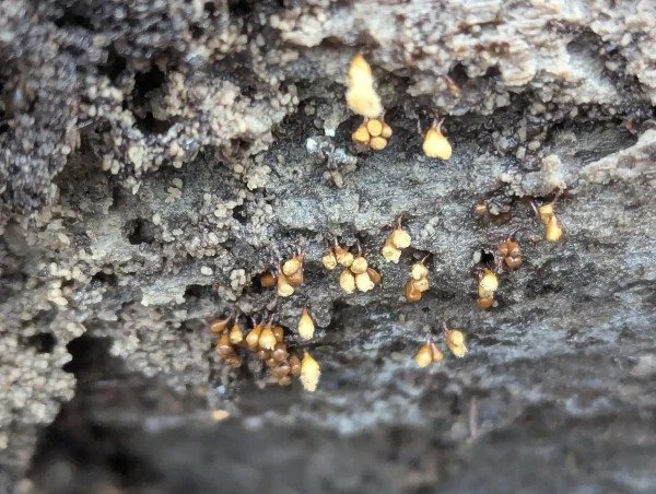 Dehiscing Hemitrichia clavata sporangia on dark decaying wood.