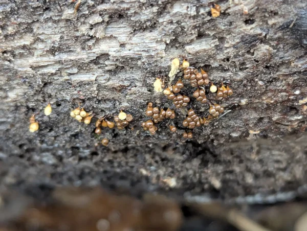 Glossy brown Hemitrichia clavate sporangia on dark decaying wood. Some of the sporangia have dehisced exposing the yellow-cream spore mass.