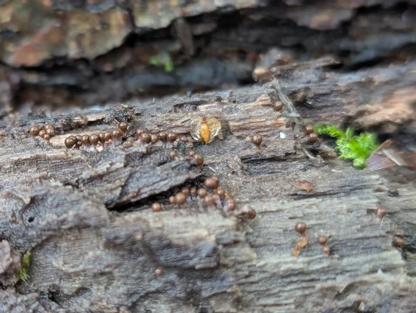 Glossy brown Hemitrichia decipiens sporangia with translucent white stalks on damp wood.
