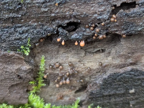 More Hemitrichia decipiens sporangia; some still orange but others are translucent deep-olive showing a developing orange spore mass inside.