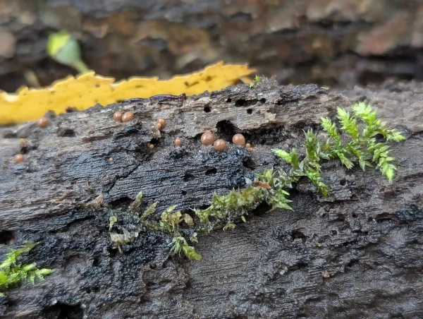 Close-up of the brown Hemitrichia decipiens sporangia.