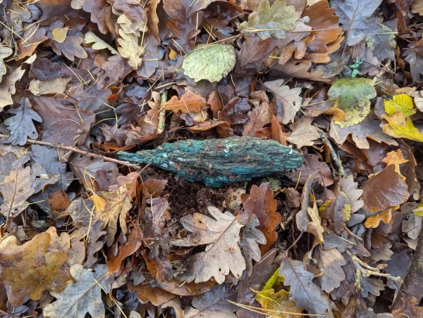 Green stained fragment of wood on the woodland floor of mostly brown oak leaves.