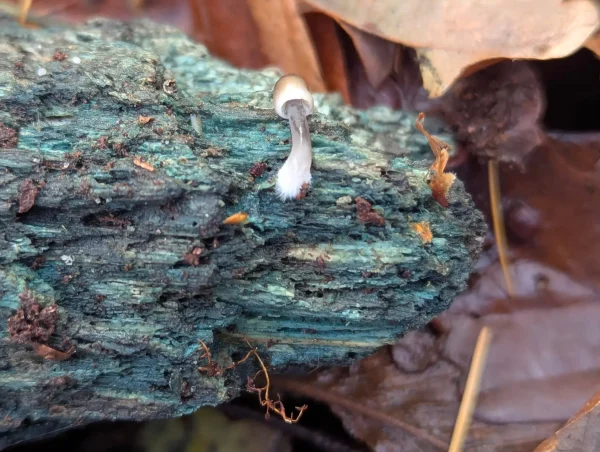 Close-up of one end of the green stained wood fragment with a small young mushroom growing on it.
