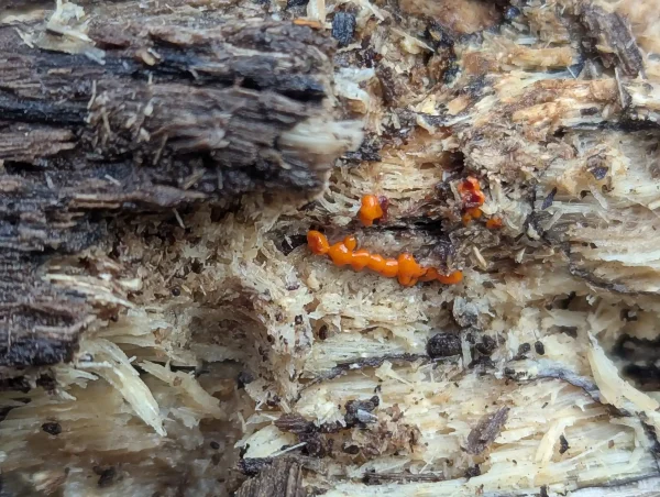 Small linear apricot-orange worm-like plasmodiocarp slime mould on damp decaying wood.